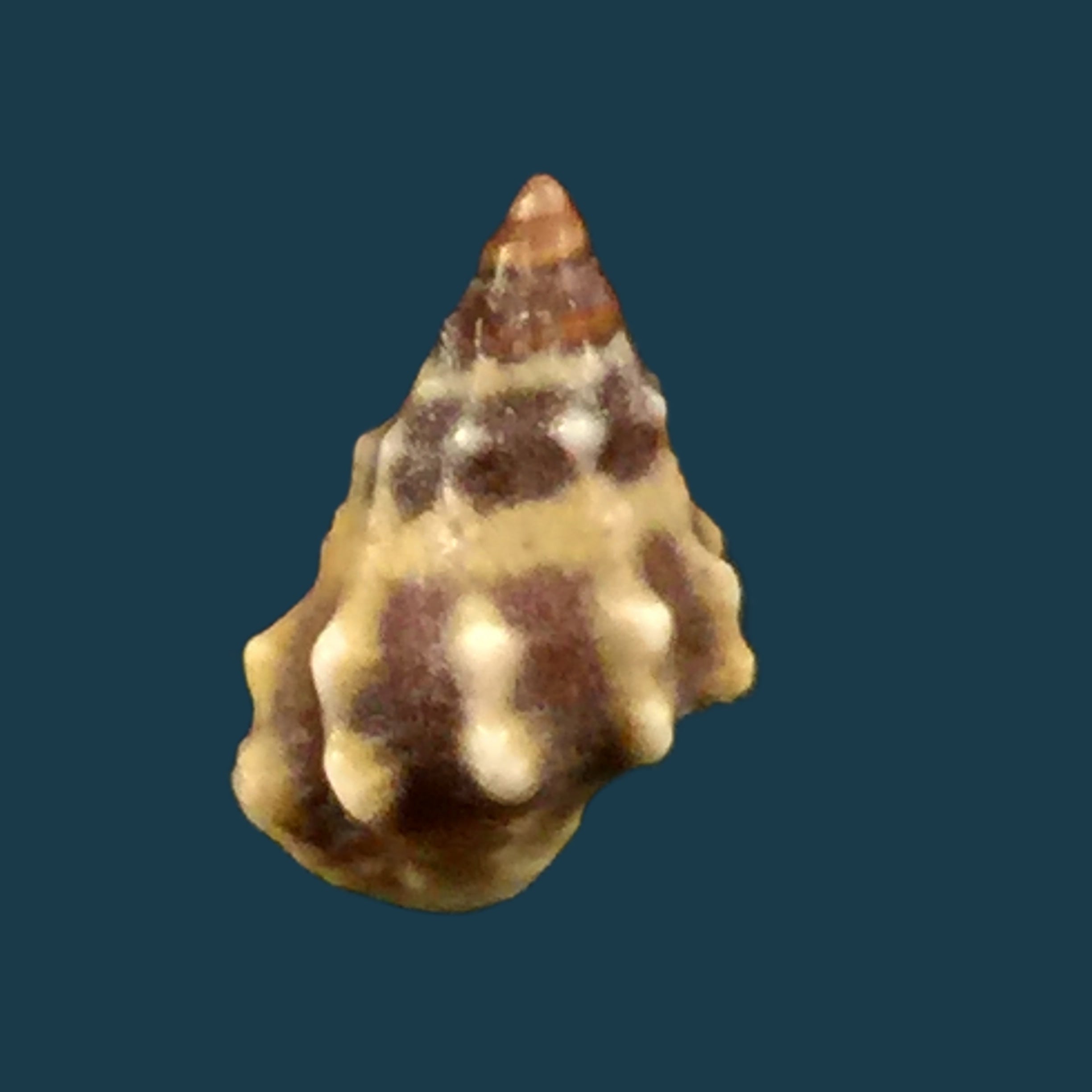 Nodilittorina Pyramidalis (Quoy &amp; Gaimard, 1833) - 8,8mm
