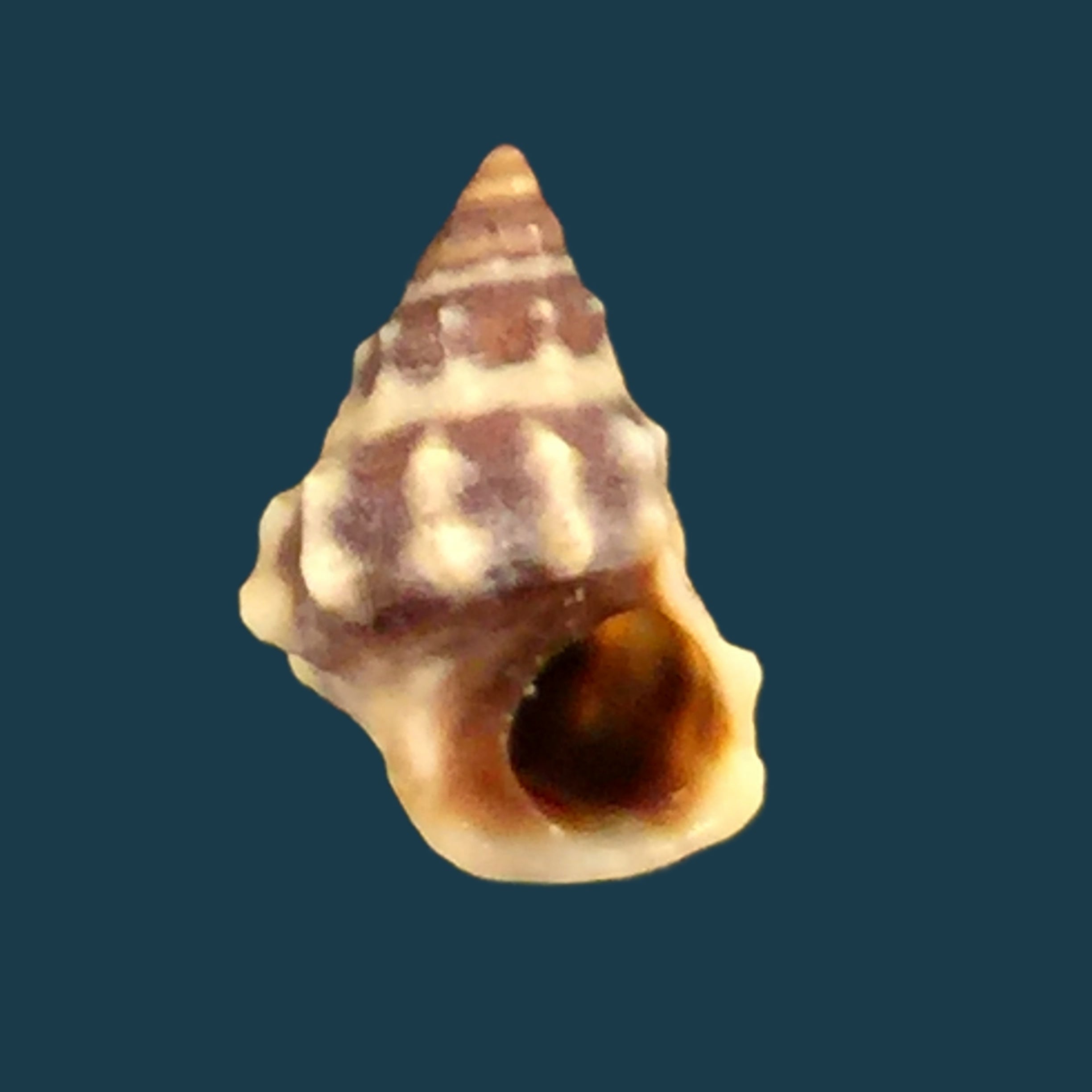 Nodilittorina Pyramidalis (Quoy &amp; Gaimard, 1833) - 8,8mm