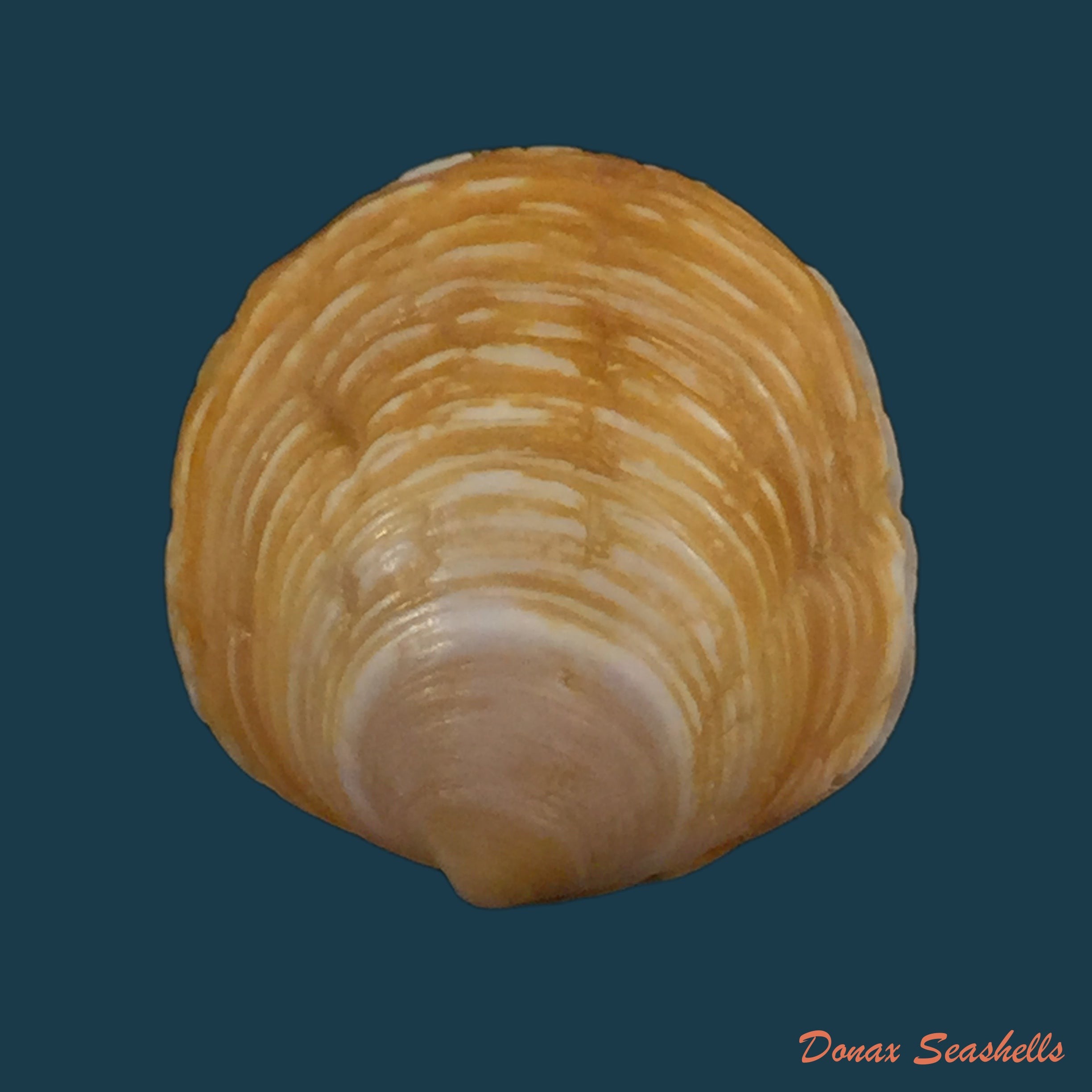 copia-de-nodipecten-arthricticus-reeve-1853