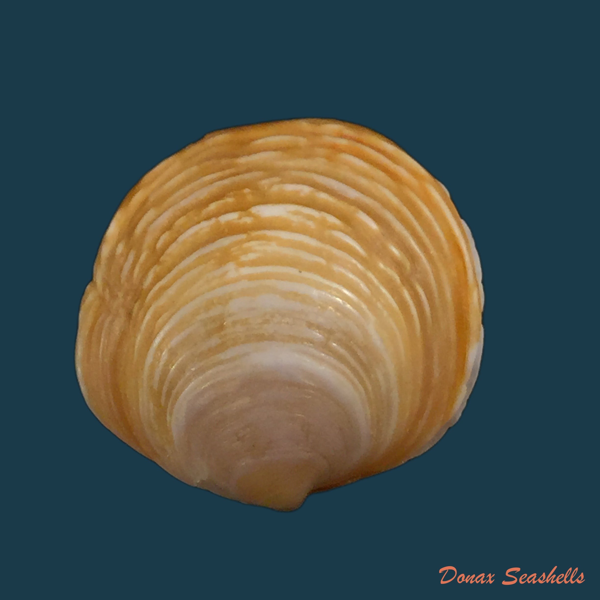 copia-de-nodipecten-arthricticus-reeve-1853