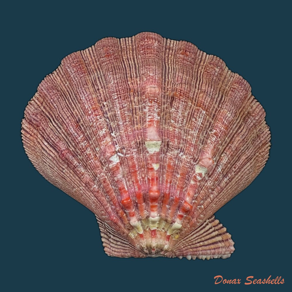 copia-de-nodipecten-arthriticus-reeve-1853-87-1mm