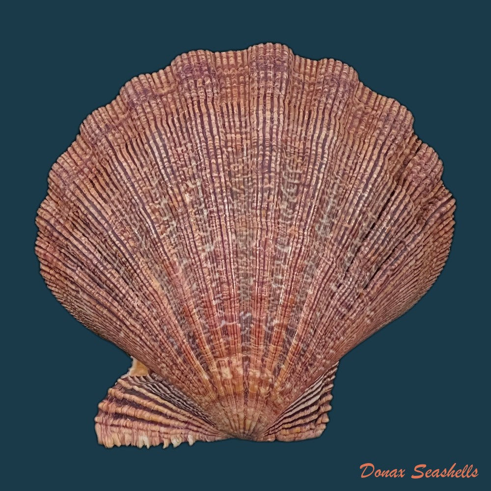 copia-de-nodipecten-arthriticus-reeve-1853-87-1mm