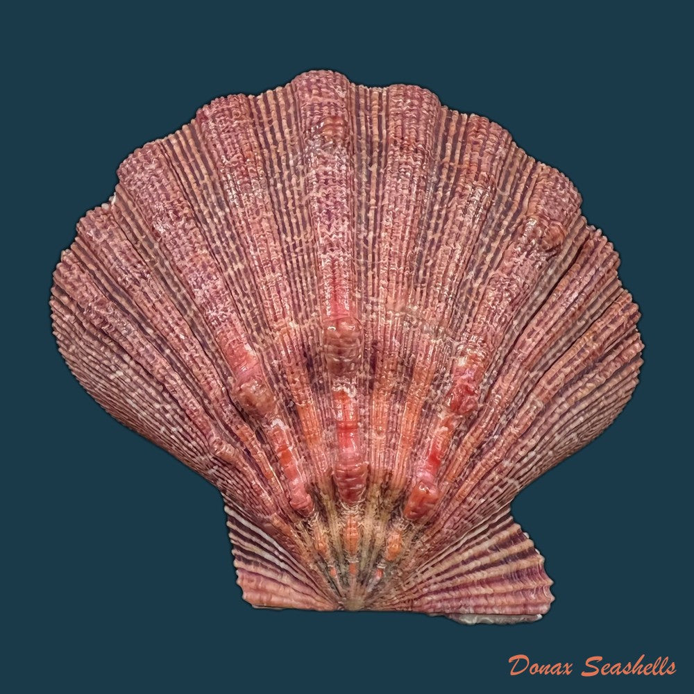 copia-de-nodipecten-magnificus-g-b-sowerby-i-1835-175-8-x-181-1mm