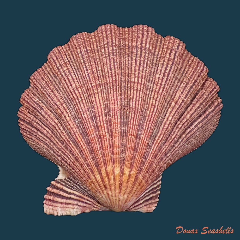 copia-de-nodipecten-magnificus-g-b-sowerby-i-1835-175-8-x-181-1mm