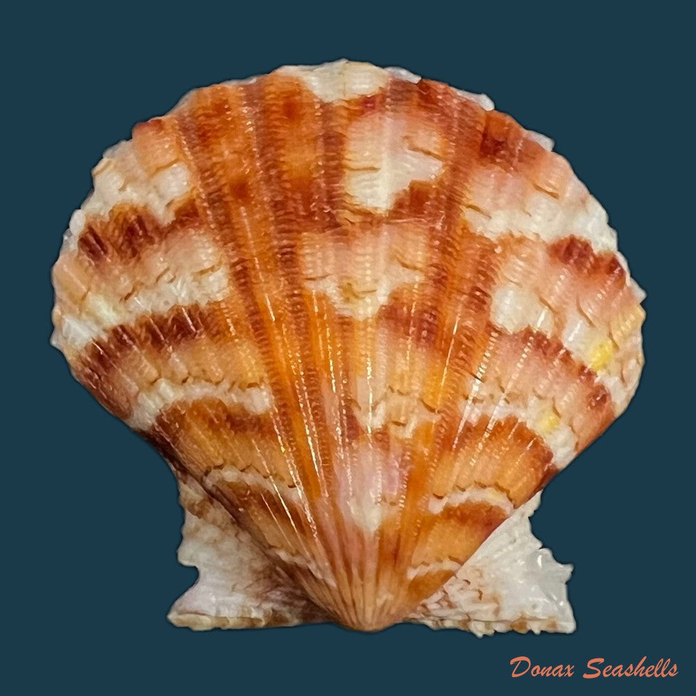 copia-de-nodipecten-nodosus-linnaeus-1758-24-4mm