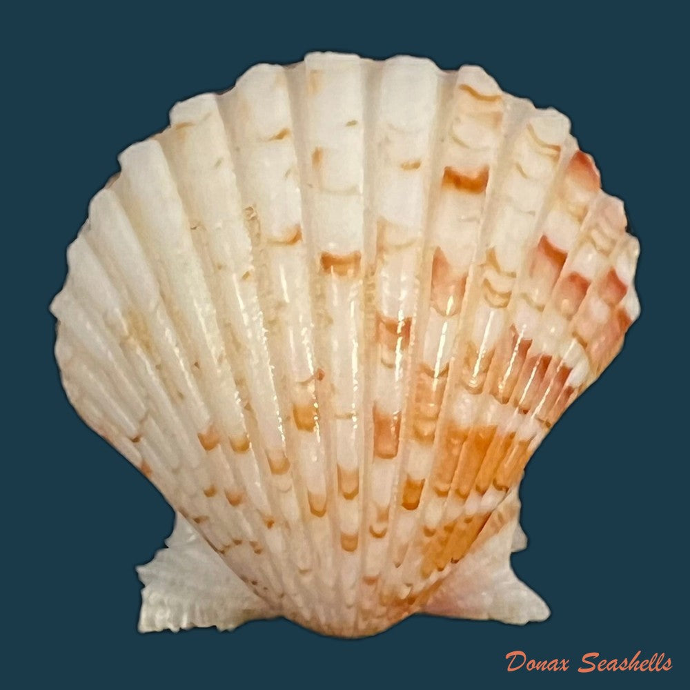 copia-de-nodipecten-nodosus-linnaeus-1758-24-4mm