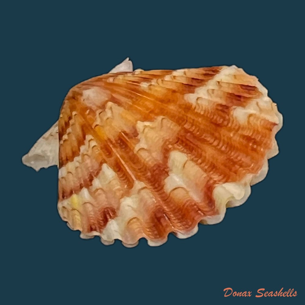 copia-de-nodipecten-nodosus-linnaeus-1758-24-4mm