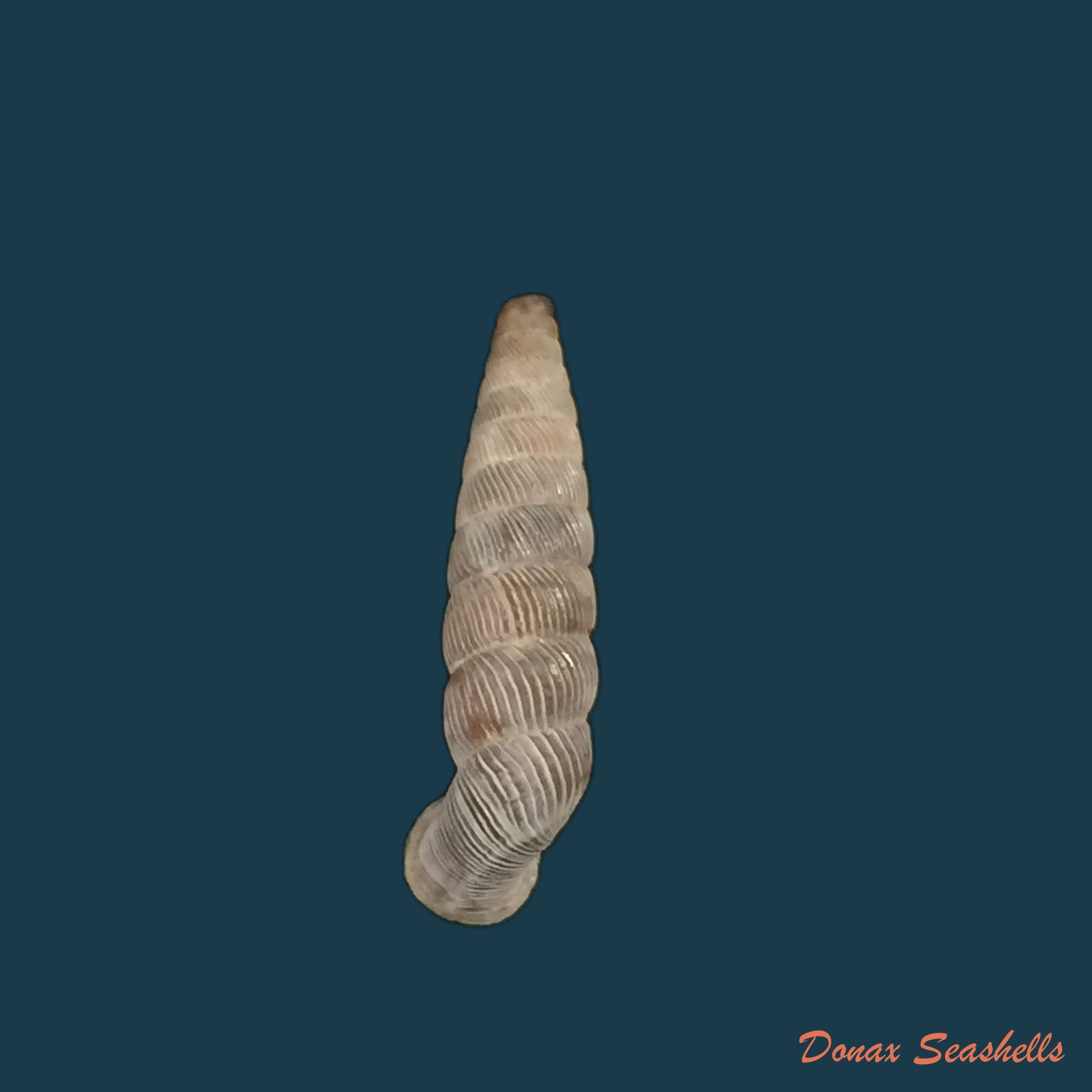 copia-de-nodulia-vignalensis-pallens-c-torre-bartsch-1972-18-6mm
