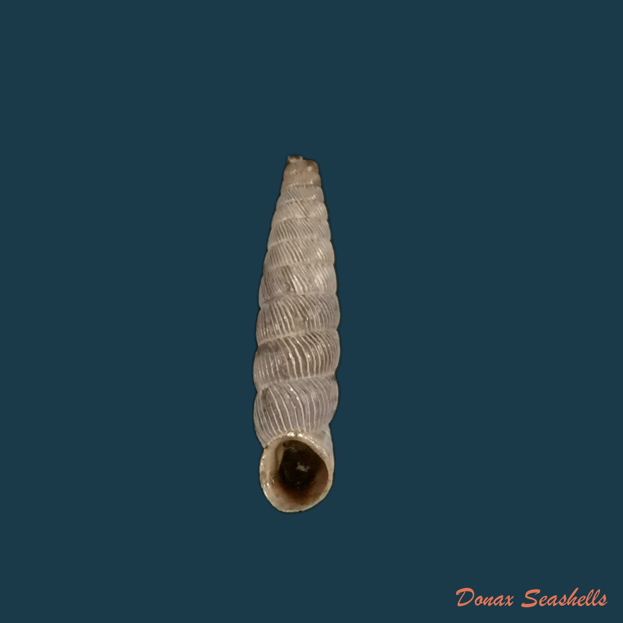 copia-de-nodulia-vignalensis-pallens-c-torre-bartsch-1972-18-6mm