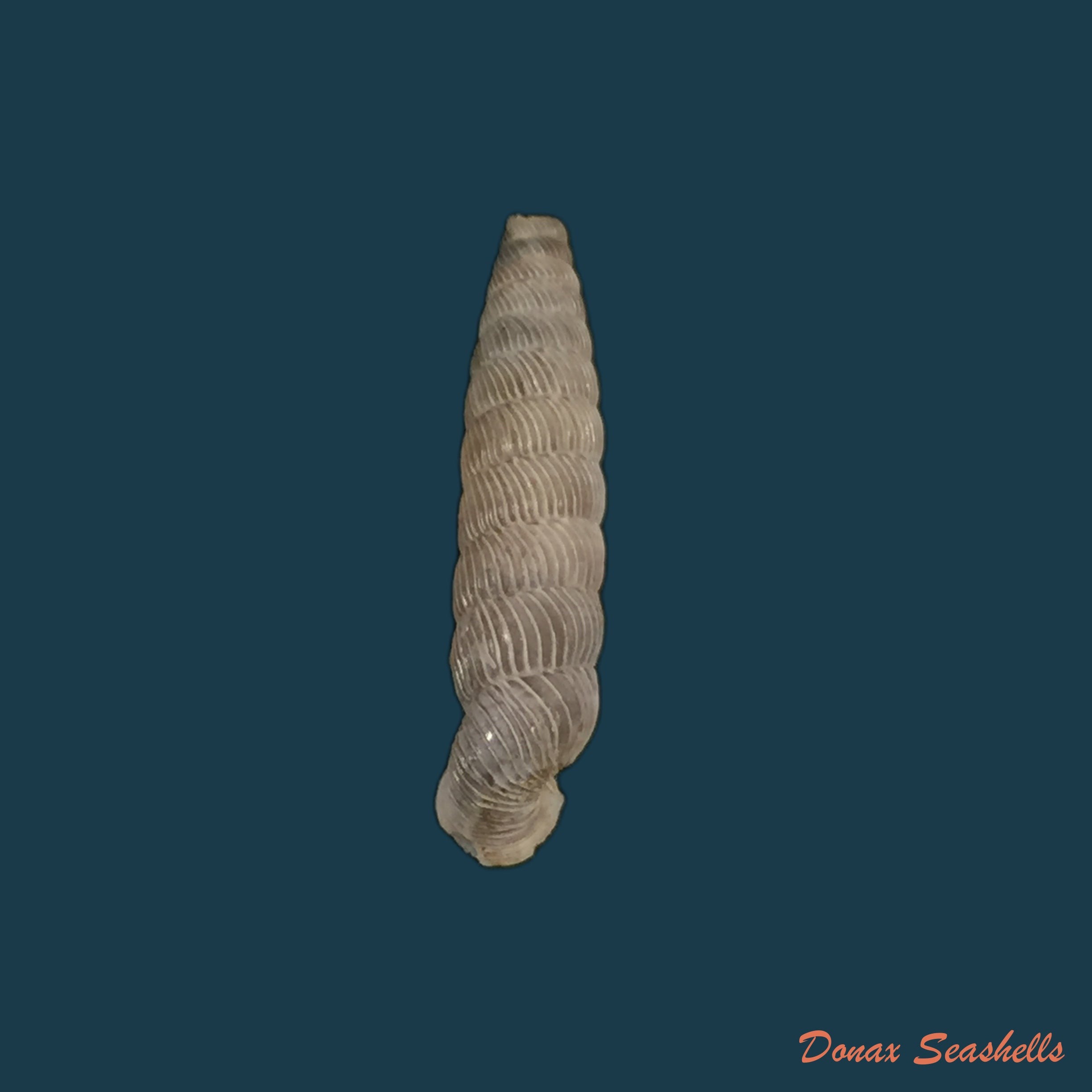 copia-de-nodulia-vignalensis-pallens-c-torre-bartsch-1972-19-2mm-1
