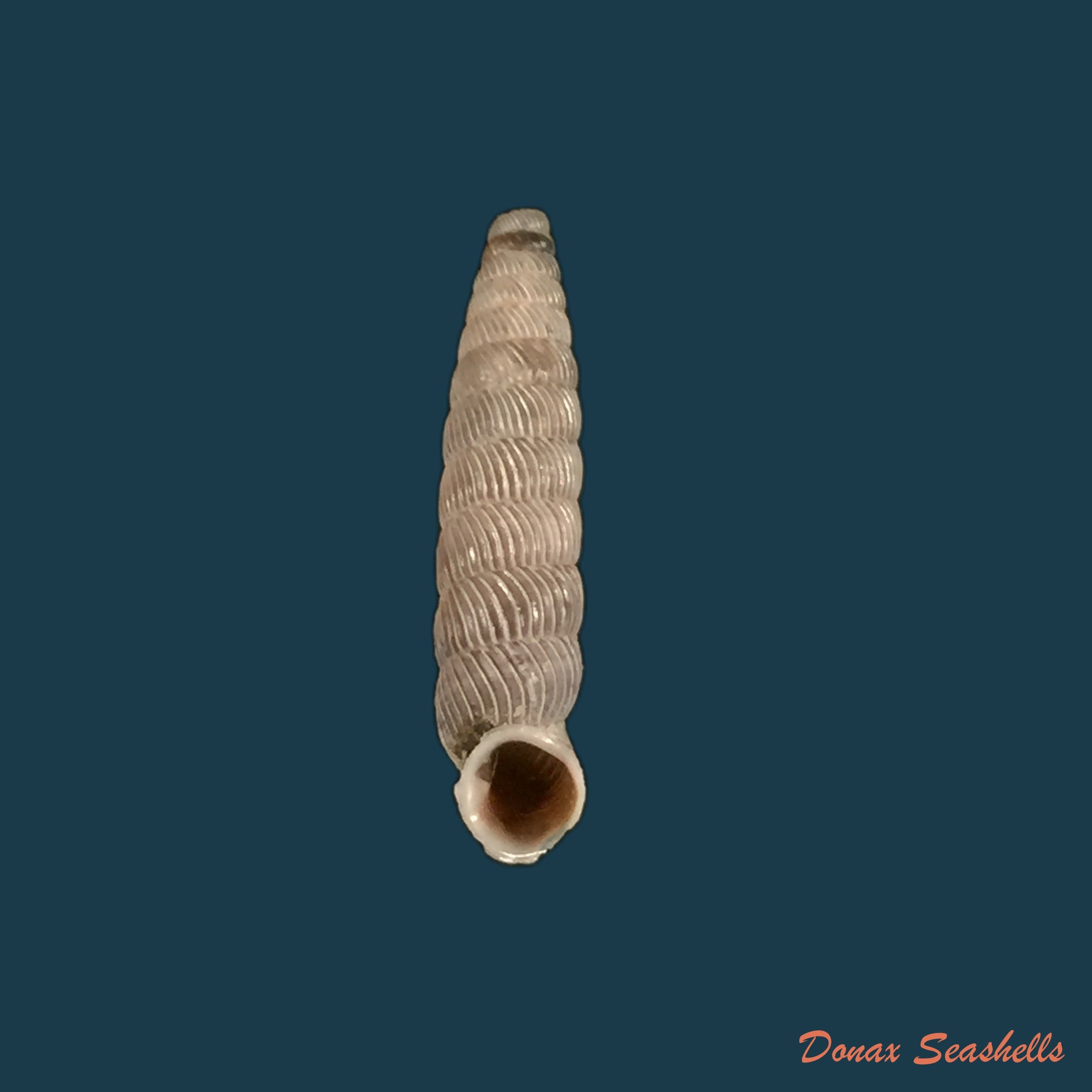 copia-de-nodulia-vignalensis-pallens-c-torre-bartsch-1972-19-2mm-1