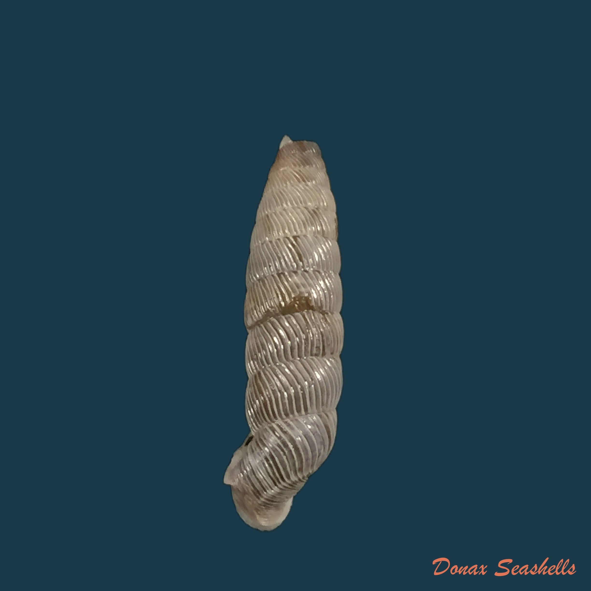 copia-de-nodulia-vignalensis-pallens-c-torre-bartsch-1972-19-2mm