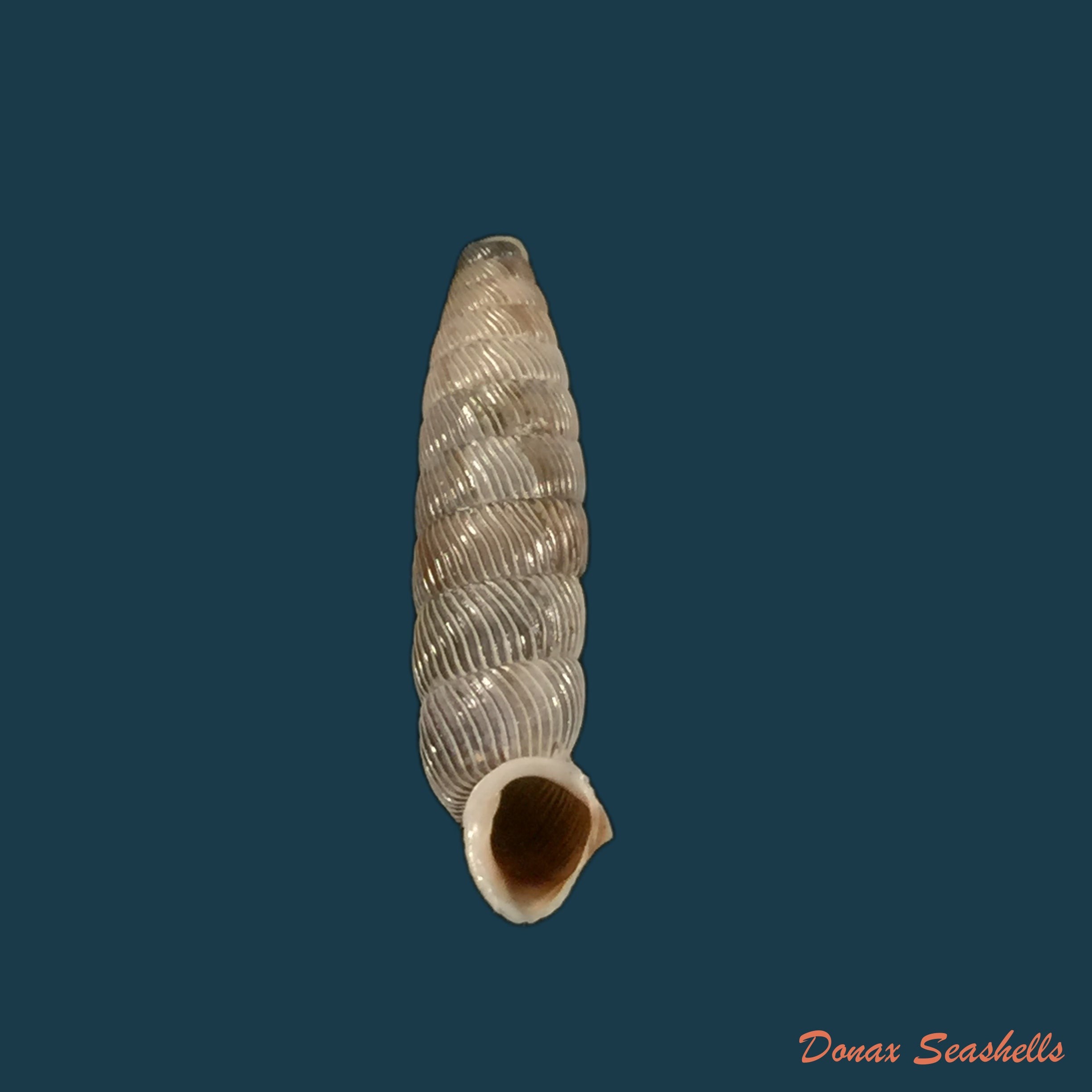 copia-de-nodulia-vignalensis-pallens-c-torre-bartsch-1972-19-2mm