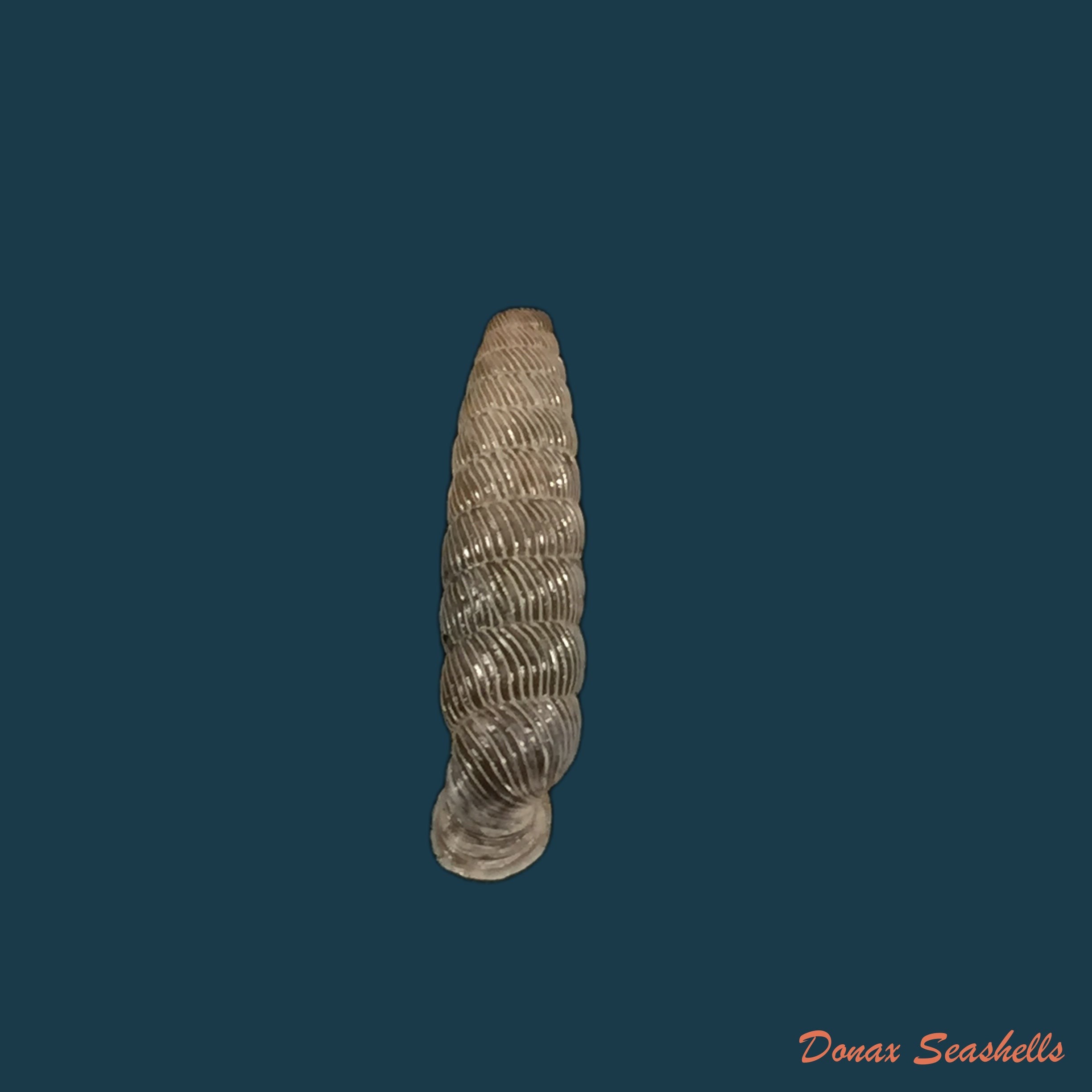 copia-de-nodulia-vignalensis-pallens-c-torre-bartsch-1972-19-6mm