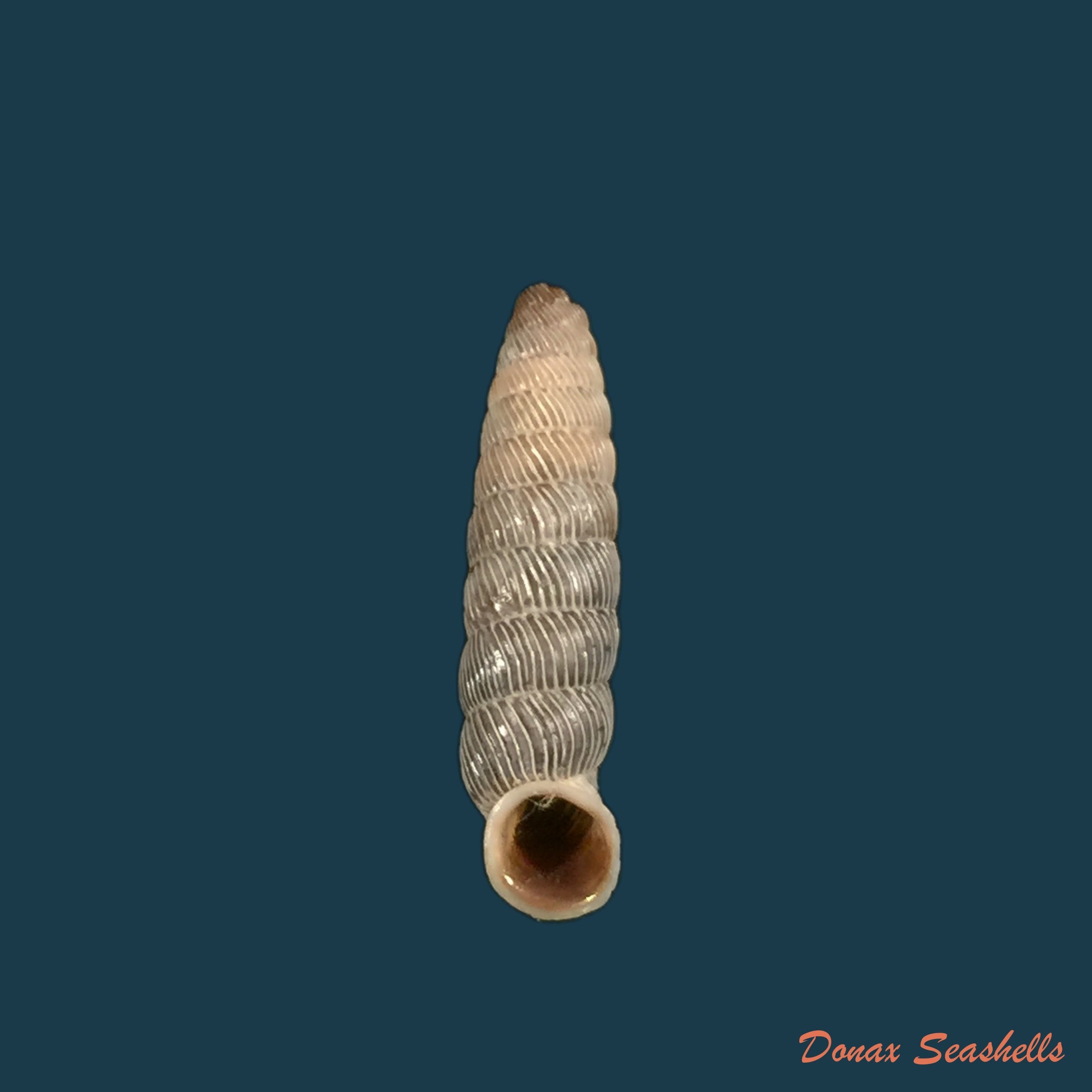 copia-de-nodulia-vignalensis-pallens-c-torre-bartsch-1972-19-6mm
