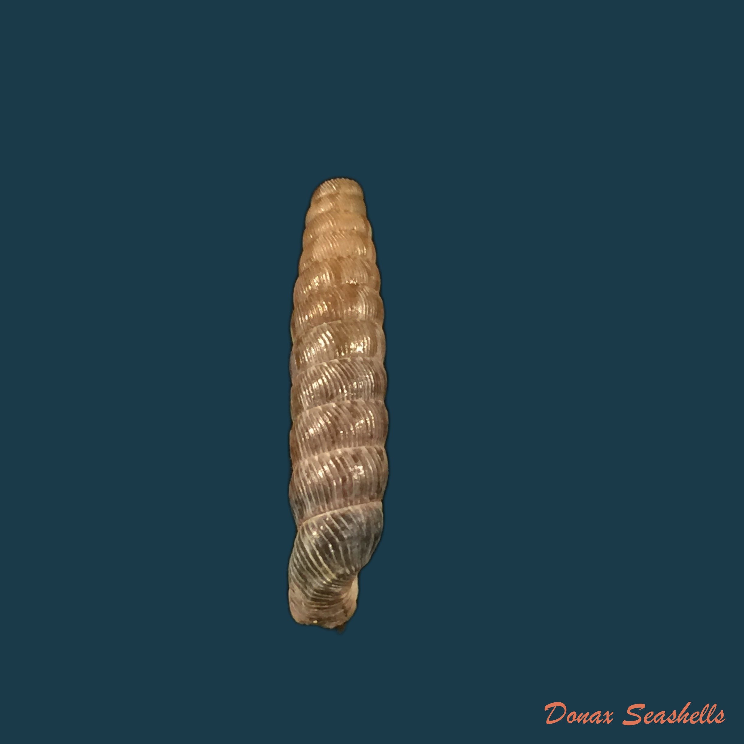 copia-de-nodulia-vignalensis-pallens-c-torre-bartsch-1972-20-6mm