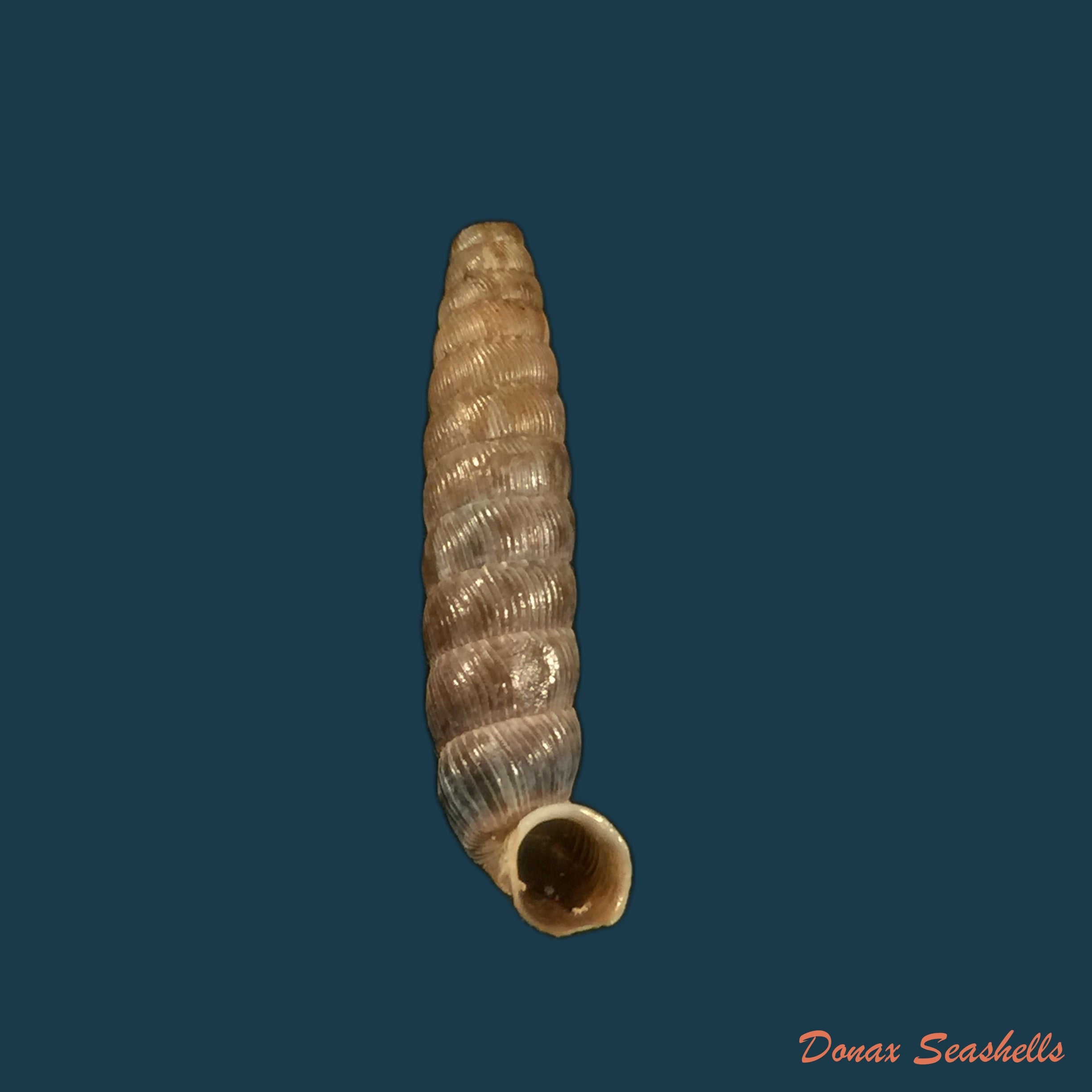 copia-de-nodulia-vignalensis-pallens-c-torre-bartsch-1972-20-6mm