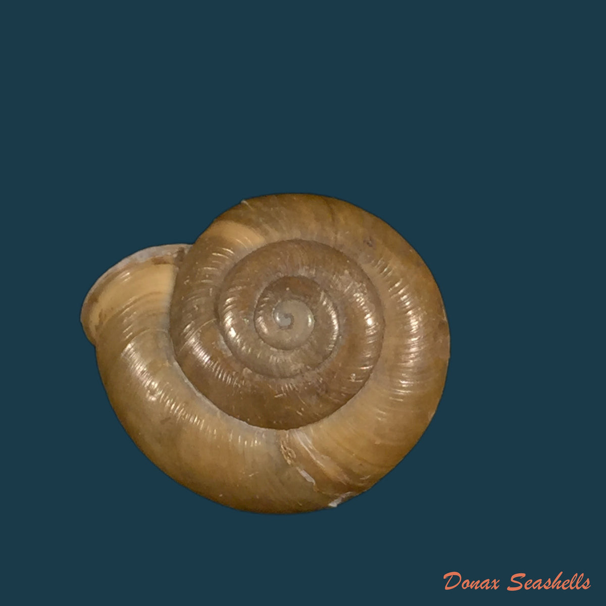 copia-de-norelona-pyrenaica-draparnaud-1805-17-7mm