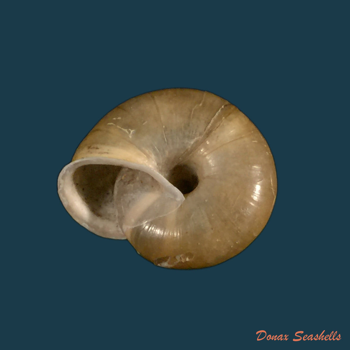 copia-de-norelona-pyrenaica-draparnaud-1805-17-7mm