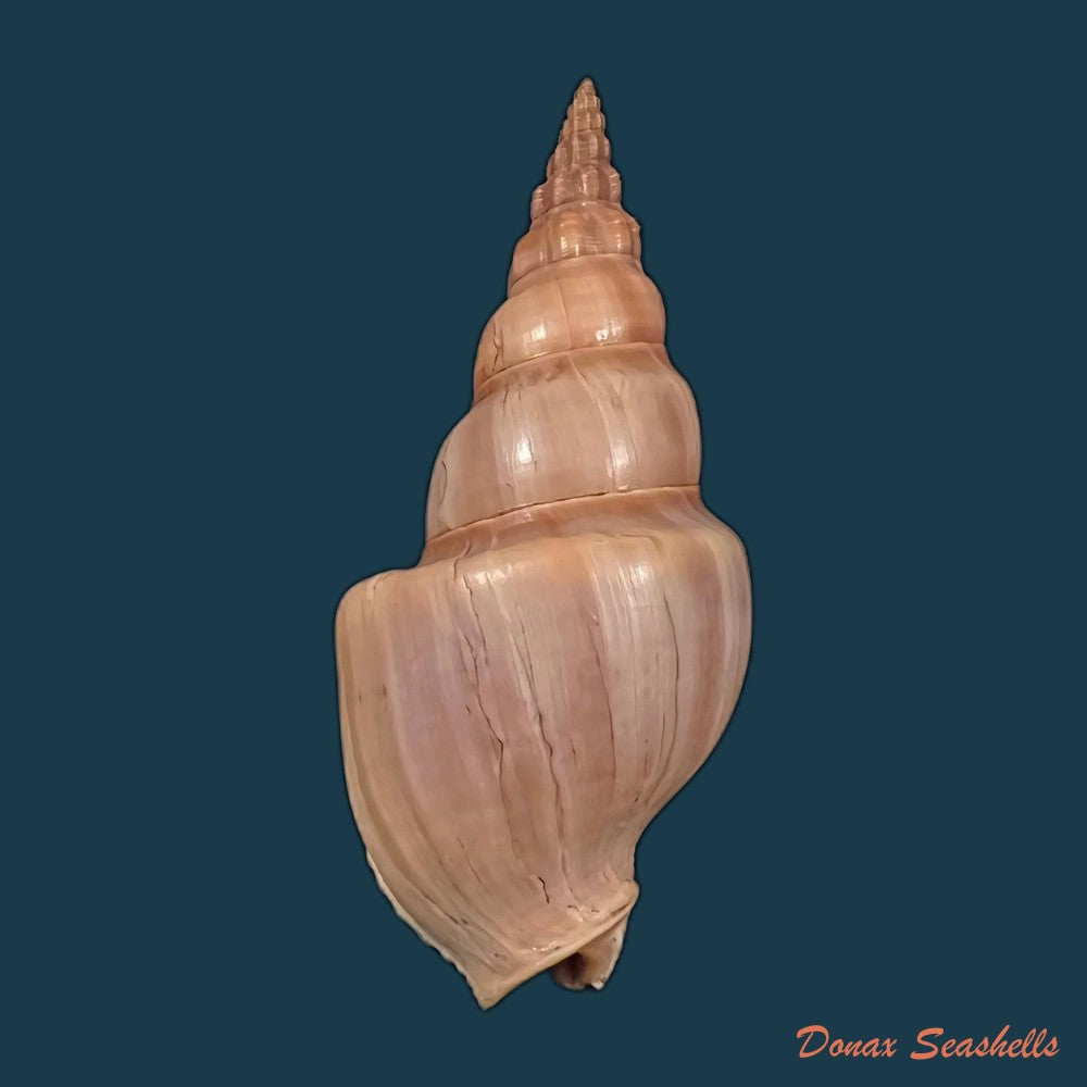 copia-de-northia-northie-gray-1833-57-1mm