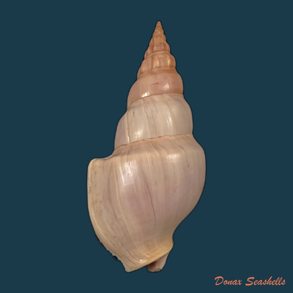 copia-de-northia-northie-gray-1833-60-1mm