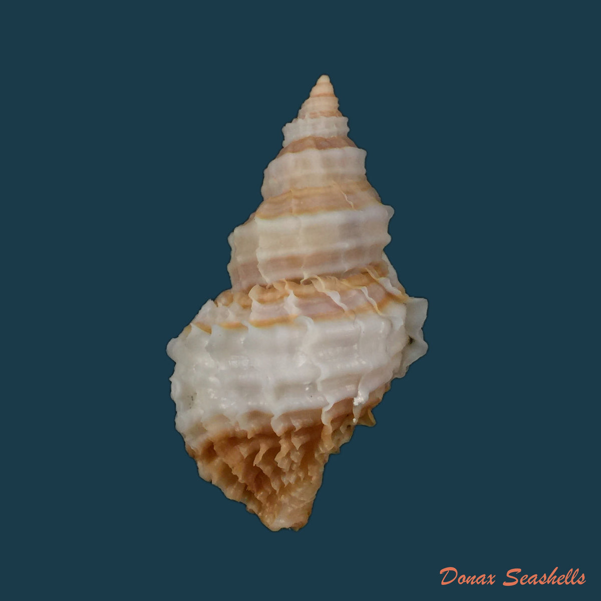 copia-de-nucella-lamellosa-cf-hormica-gmelin-1798-49-5mm