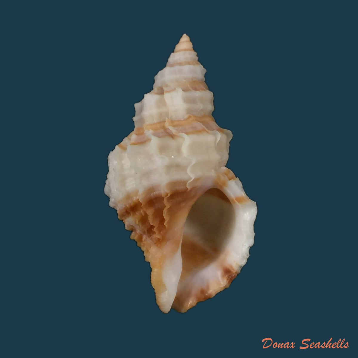 copia-de-nucella-lamellosa-cf-hormica-gmelin-1798-49-5mm