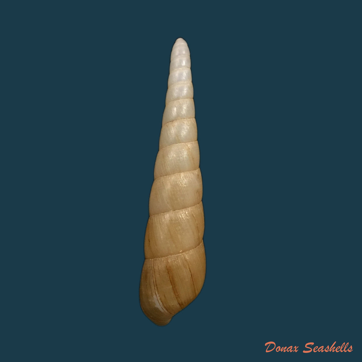 copia-de-obeliscus-carphodes-planospira-pfeiffer-1851-70-4mm