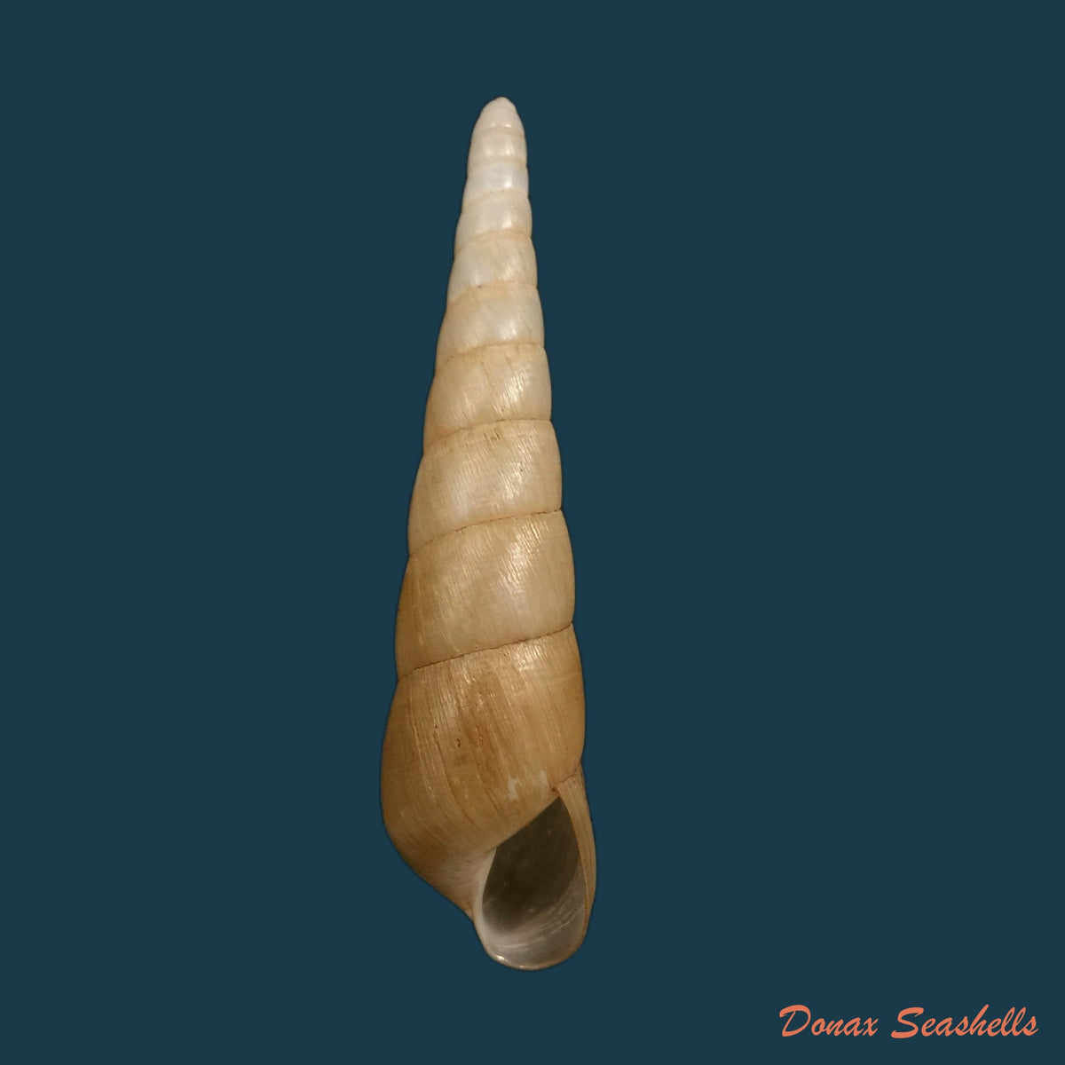 copia-de-obeliscus-carphodes-planospira-pfeiffer-1851-70-4mm