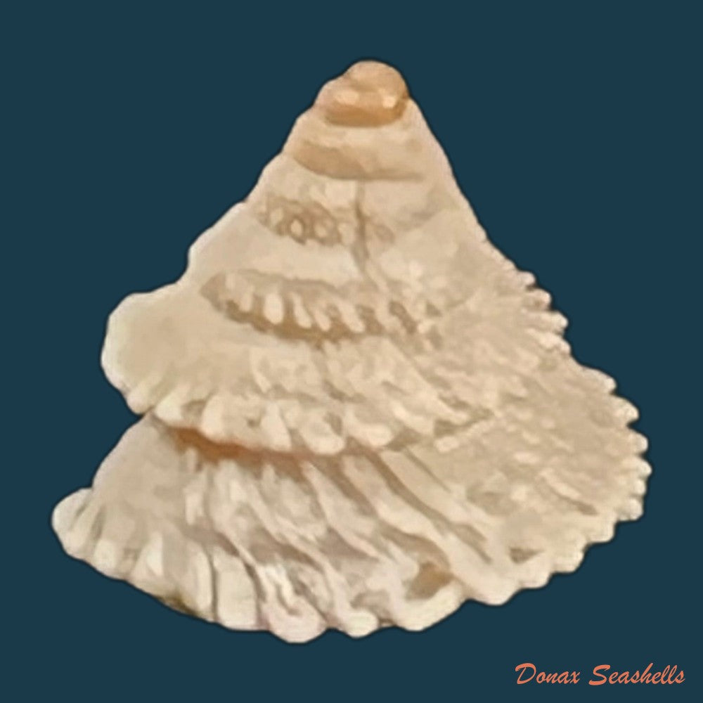 copia-de-obelus-pumilio-dillwyn-1817-7-8mm-1