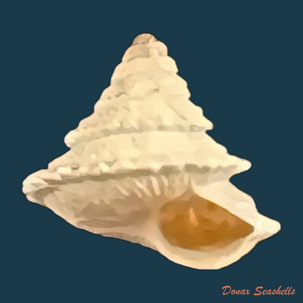 copia-de-obelus-pumilio-dillwyn-1817-7-8mm-1