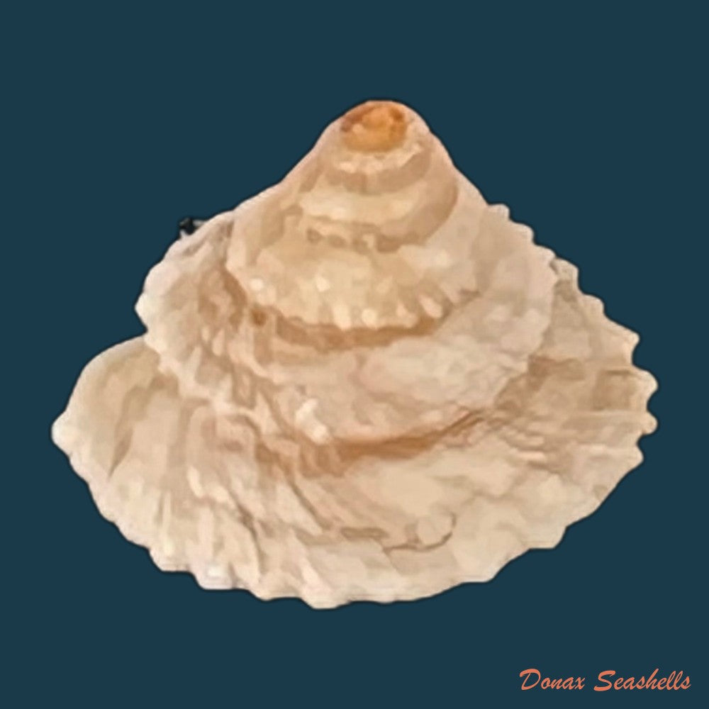 copia-de-obelus-pumilio-dillwyn-1817-7-8mm