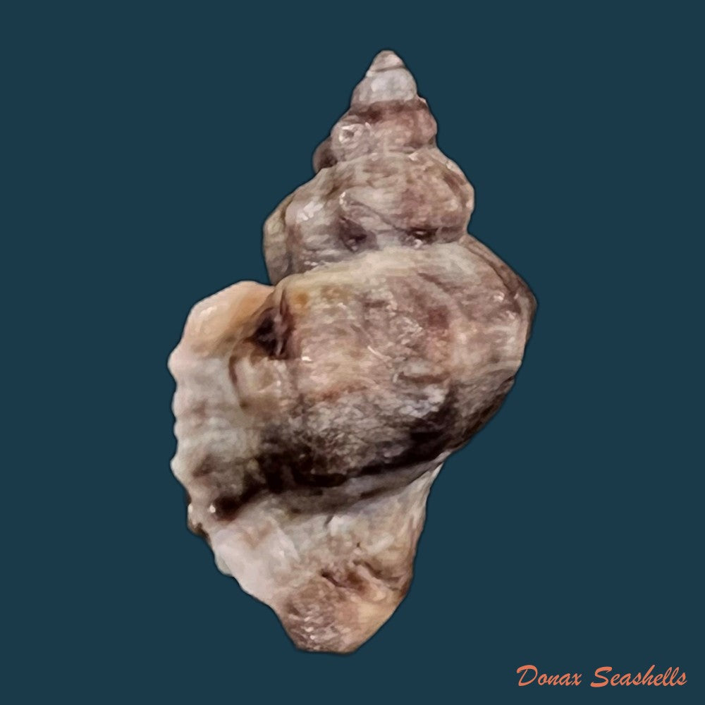 copia-de-ocenebra-erinaceus-linnaeus-1758-31-7mm-1