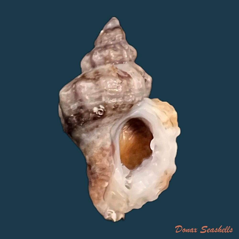 copia-de-ocenebra-erinaceus-linnaeus-1758-31-7mm-1