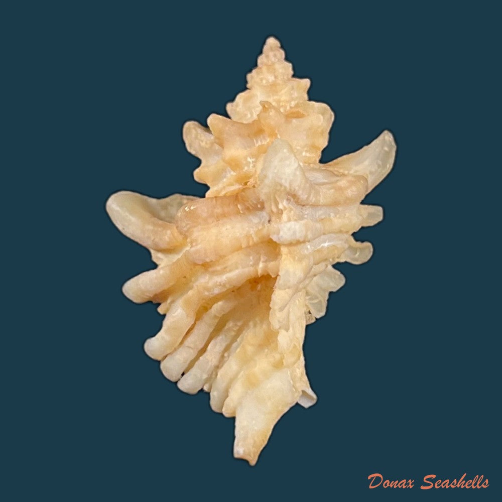 copia-de-ocenebra-erinaceus-linnaeus-1758-31-7mm-2