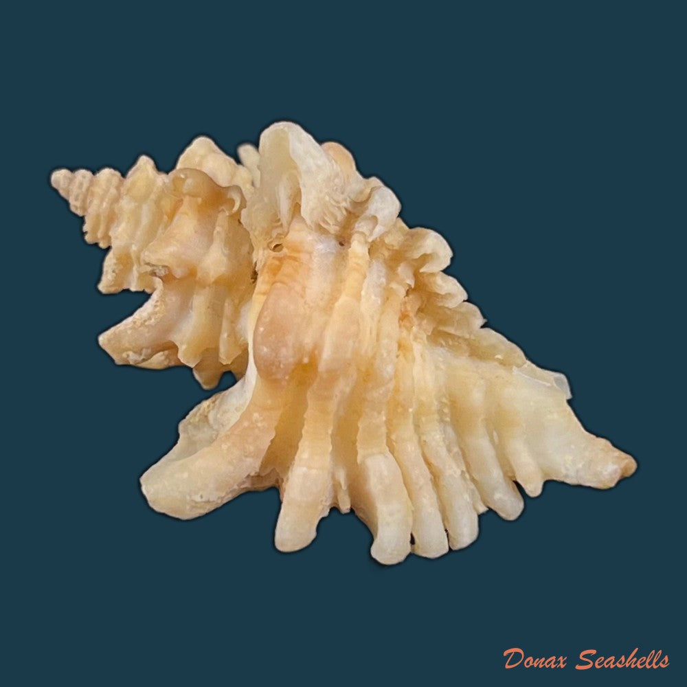 copia-de-ocenebra-erinaceus-linnaeus-1758-31-7mm-2