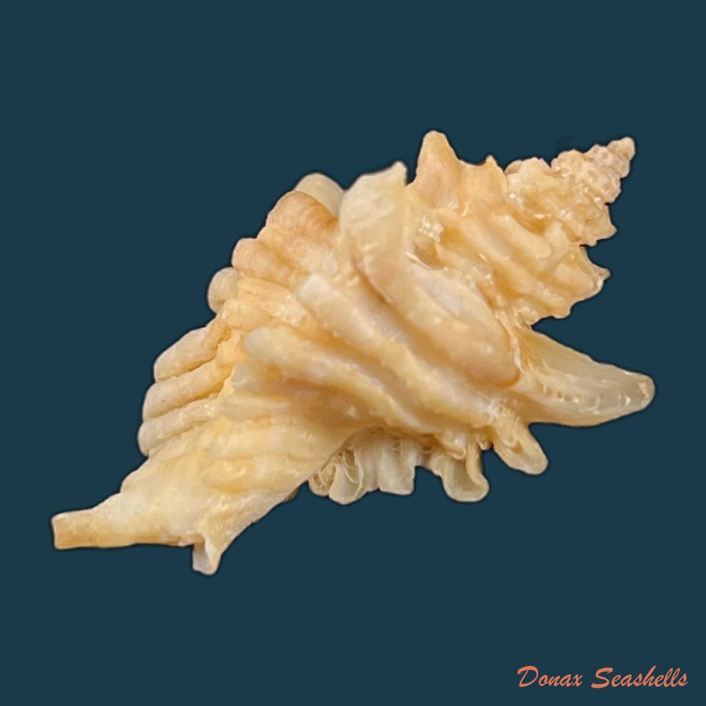 copia-de-ocenebra-erinaceus-linnaeus-1758-31-7mm-2