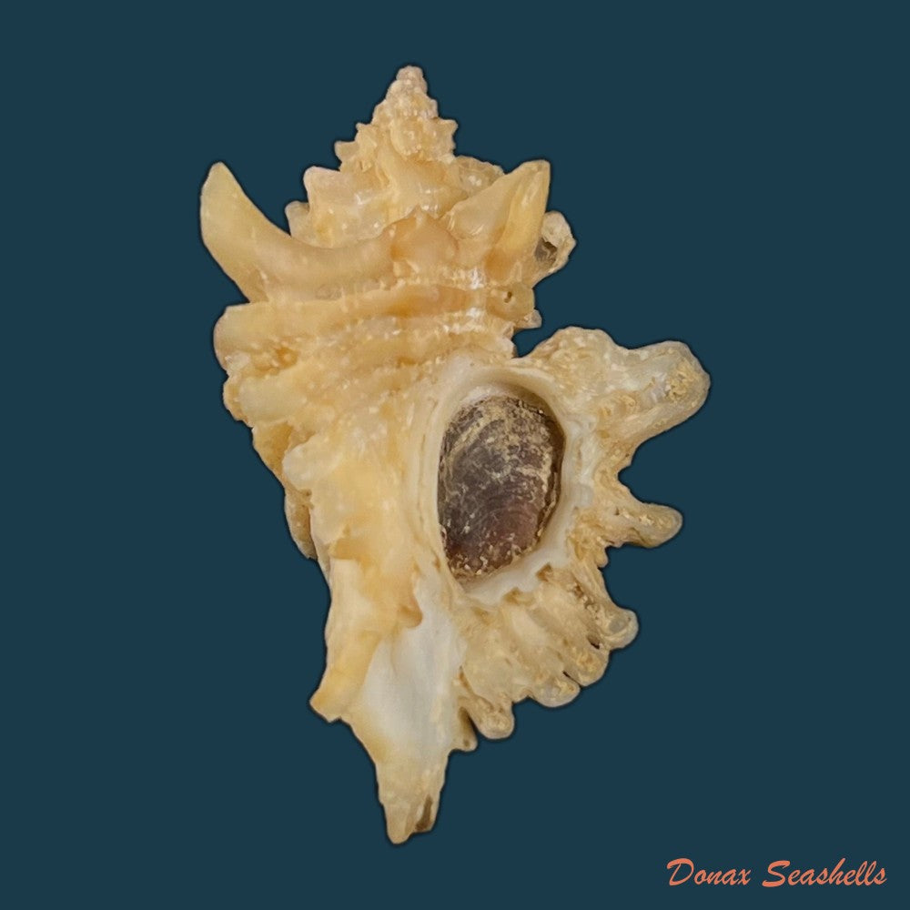 copia-de-ocenebra-erinaceus-linnaeus-1758-31-7mm-2