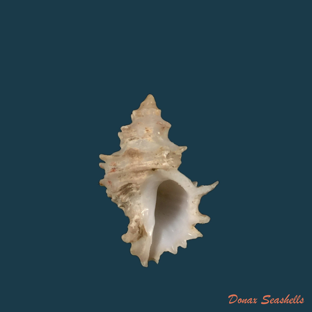 copia-de-ocenebra-erinaceus-linnaeus-1758-32-9mm