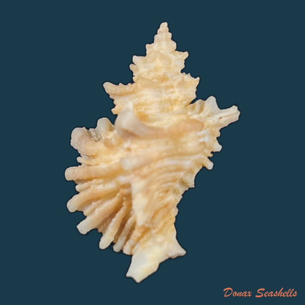 copia-de-ocenebra-erinaceus-linnaeus-1758-33-5mm