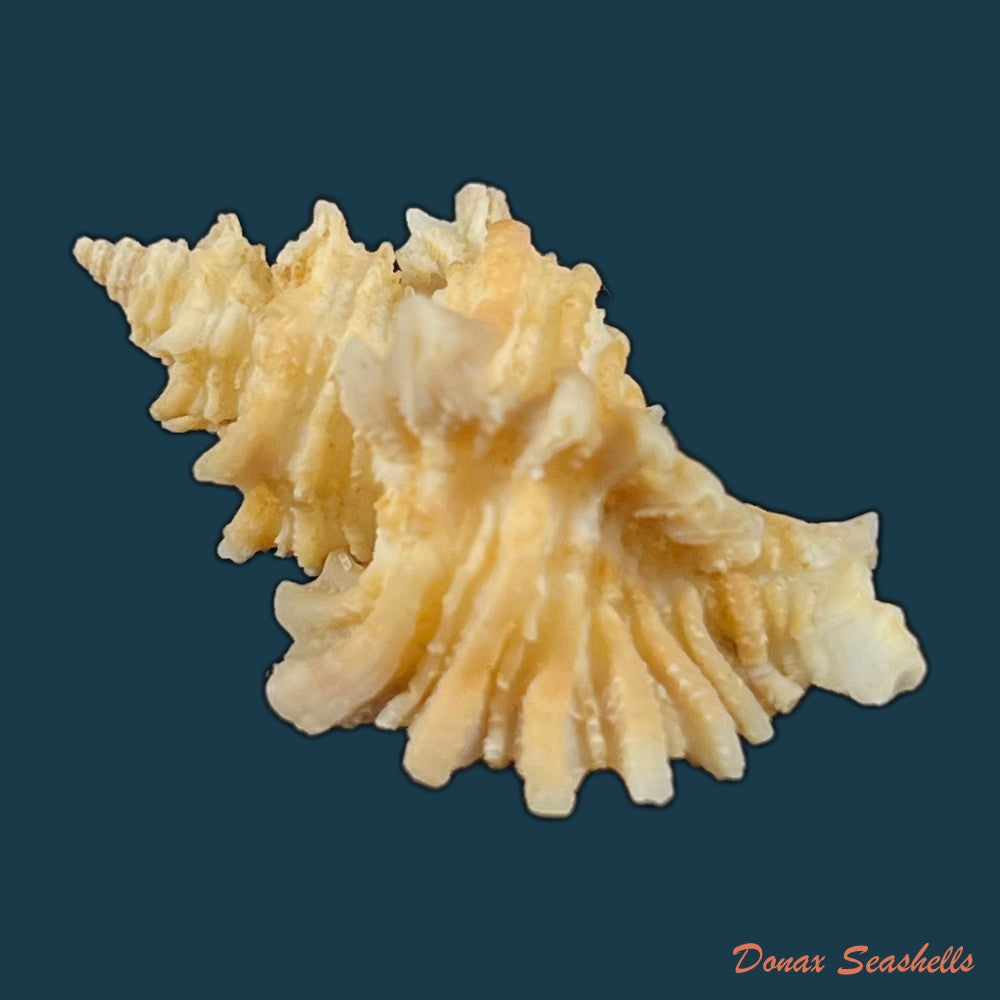 copia-de-ocenebra-erinaceus-linnaeus-1758-33-5mm