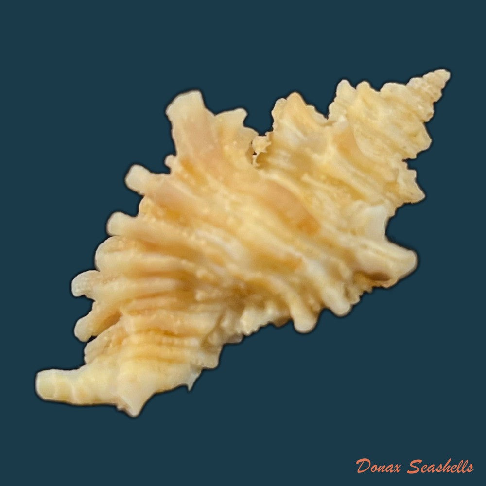 copia-de-ocenebra-erinaceus-linnaeus-1758-33-5mm