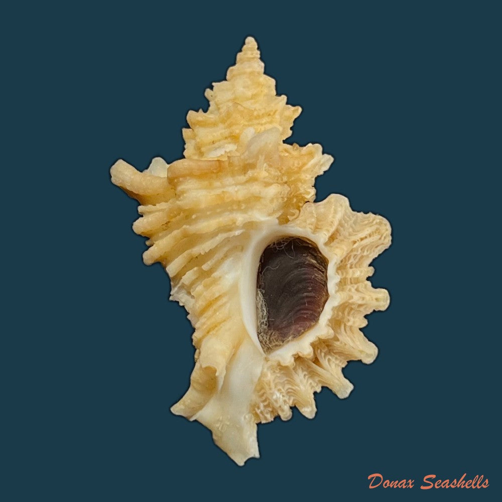 copia-de-ocenebra-erinaceus-linnaeus-1758-33-5mm