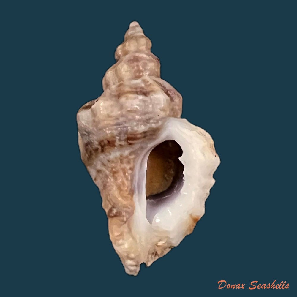 copia-de-ocenebra-miscowichae-pallary-1920-14-5mm