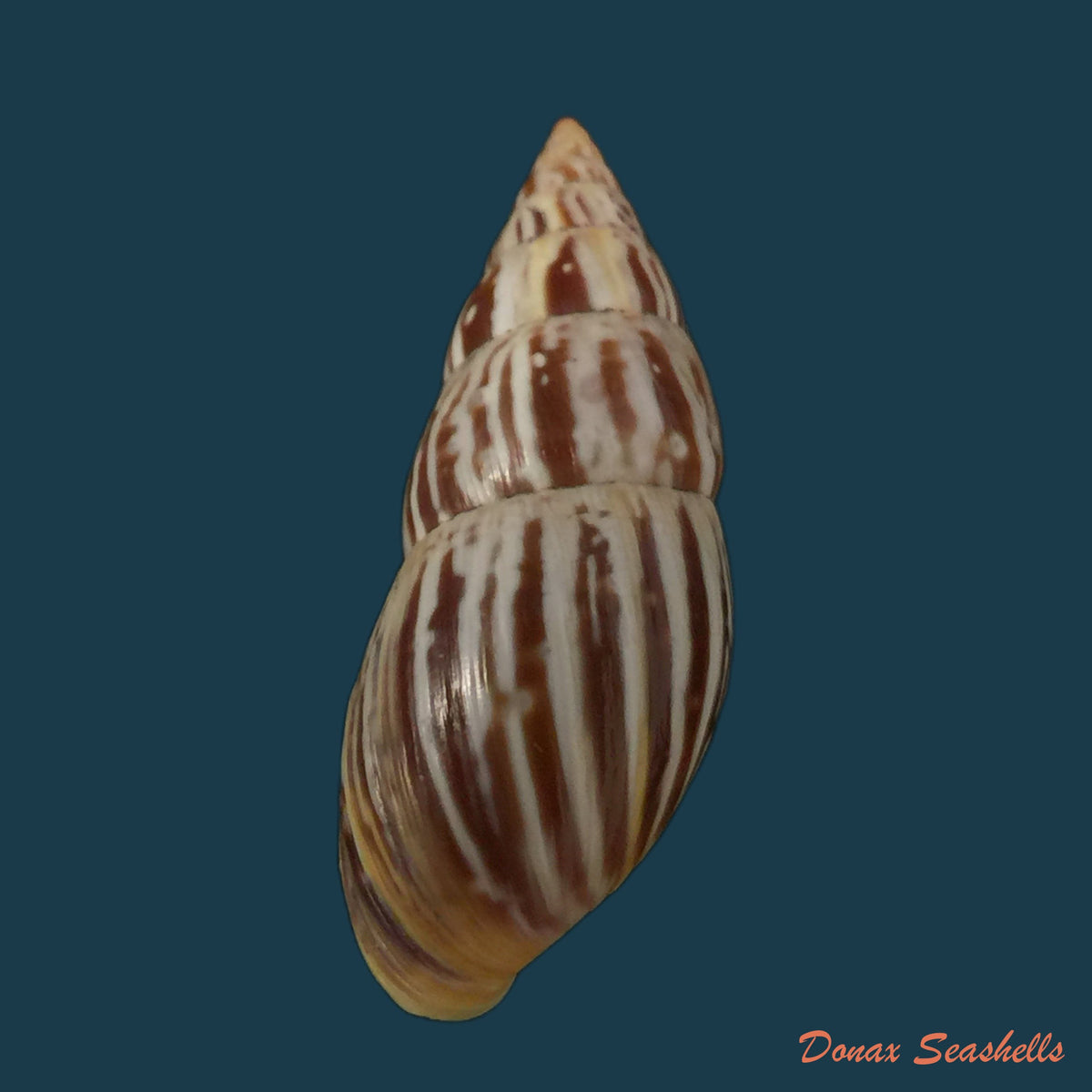 copia-de-ochichona-lonchostoma-menke-1828