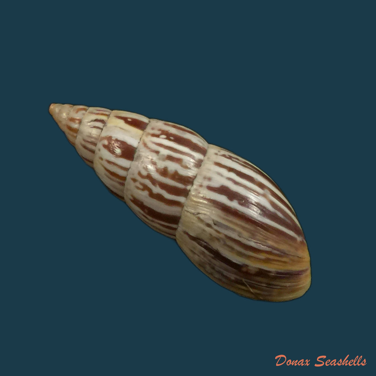 copia-de-ochichona-lonchostoma-menke-1828