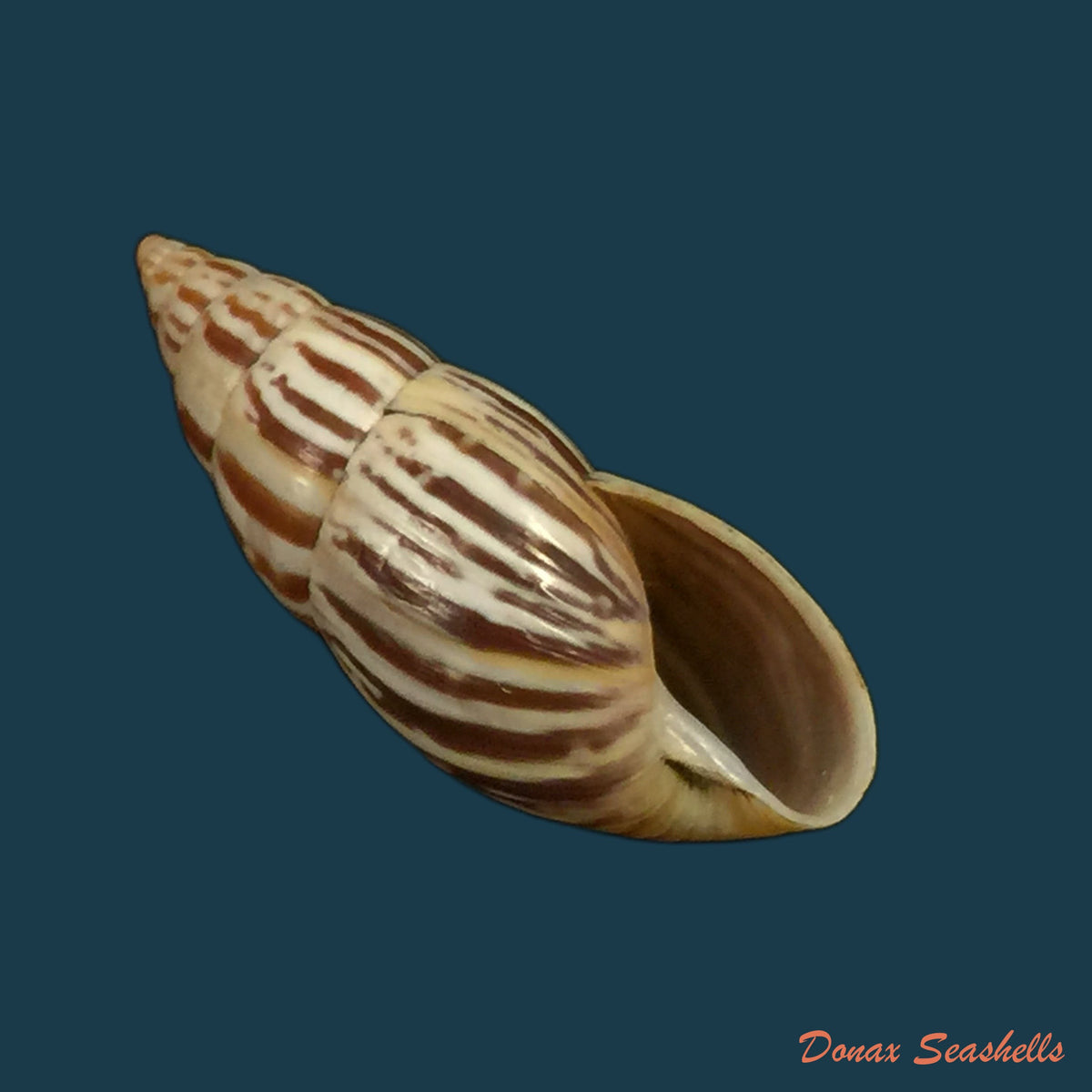 copia-de-ochichona-lonchostoma-menke-1828