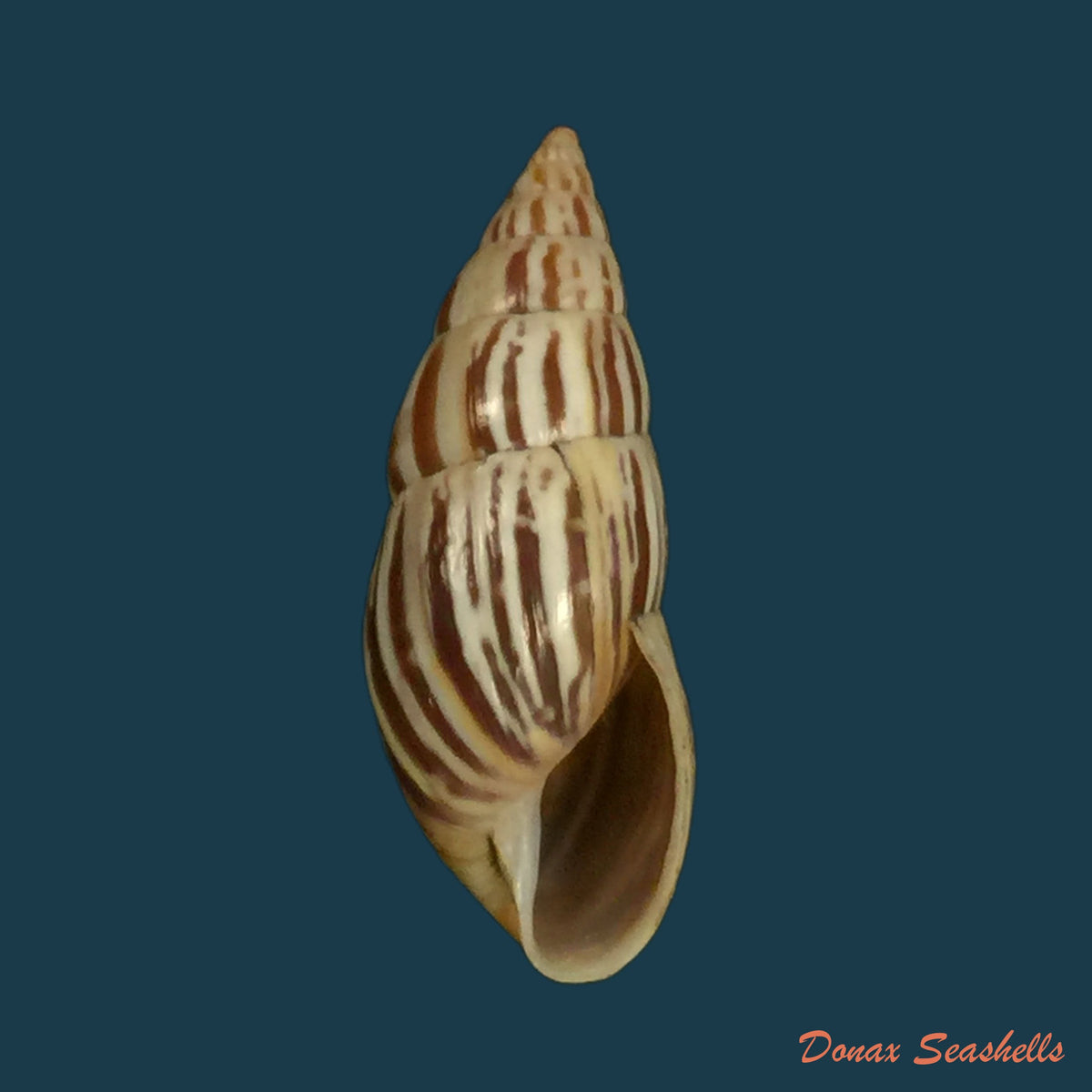 copia-de-ochichona-lonchostoma-menke-1828