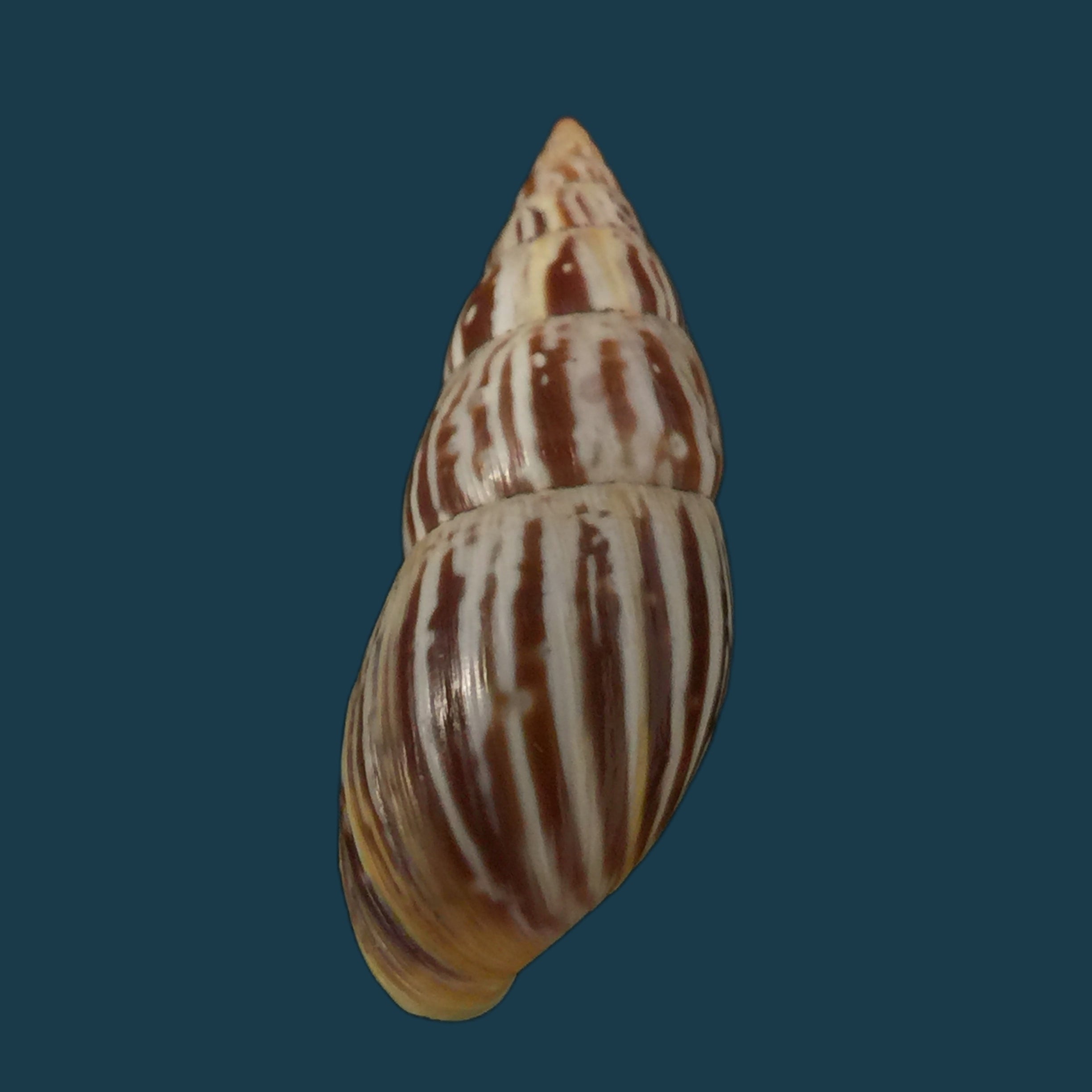 Drymaeus scitulus cochambalensis Weyrauch, 1916
