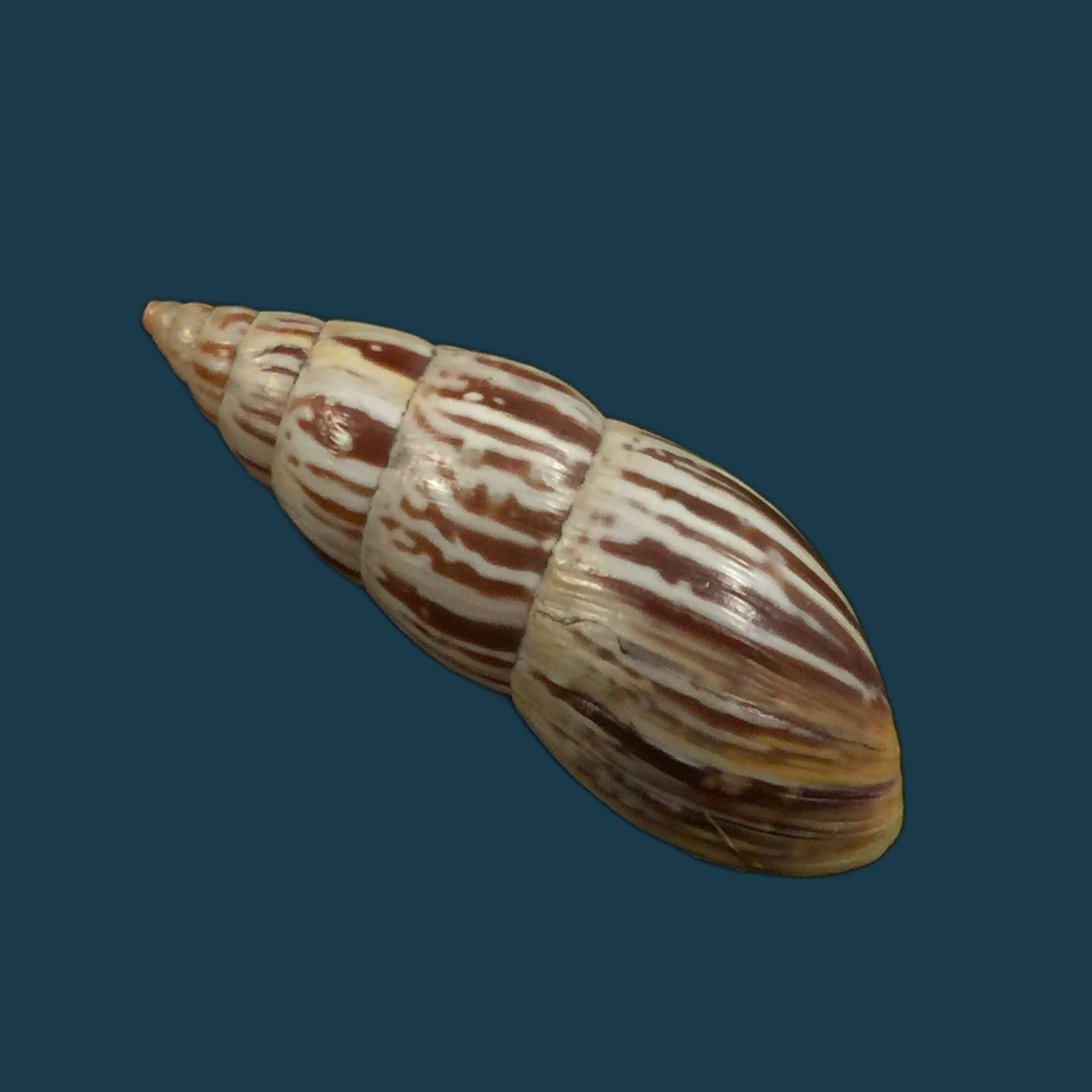 Drymaeus scitulus cochambalensis Weyrauch, 1916